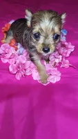 Saddy, a female Chihuahua and Yorkshire Terrier for sale in Asheboro, NC – 1 of 1