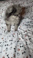 Mic, a male Pomeranian for sale in Asheboro, NC – 2 of 2
