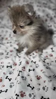 Gracie, a female Pomeranian for sale in Asheboro, NC – 2 of 2