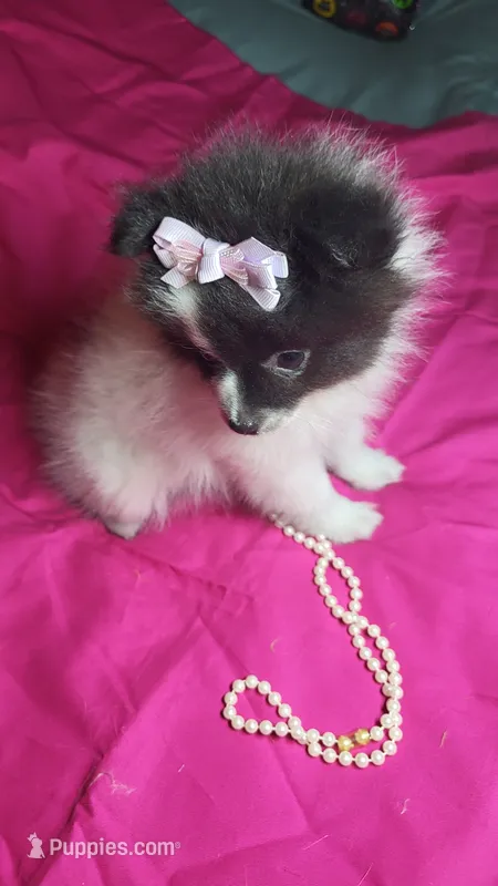 Josie – Pomeranian puppy for sale in Asheboro, NC