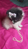 Josie, a female Pomeranian for sale in Asheboro, NC – 1 of 1