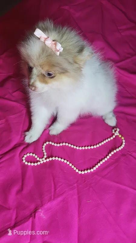 Lexi – Pomeranian puppy for sale in Asheboro, NC
