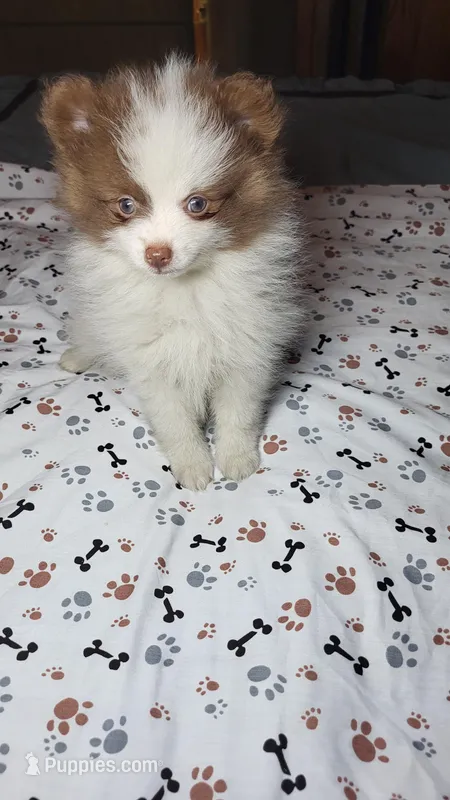 Sandy – Pomeranian puppy for sale in Asheboro, NC