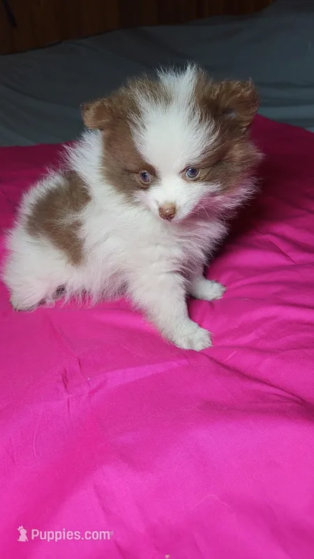 Sandy – Pomeranian puppy for sale in Asheboro, NC