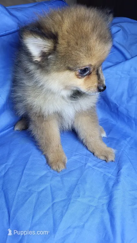Sal – Pomeranian puppy for sale in Asheboro, NC