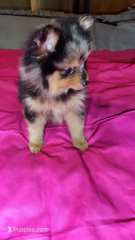 Susie – Pomeranian puppy for sale in Asheboro, NC