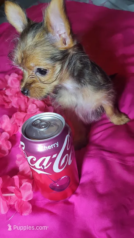 Saddy – Chihuahua, Yorkshire Terrier puppy for sale in Asheboro, NC