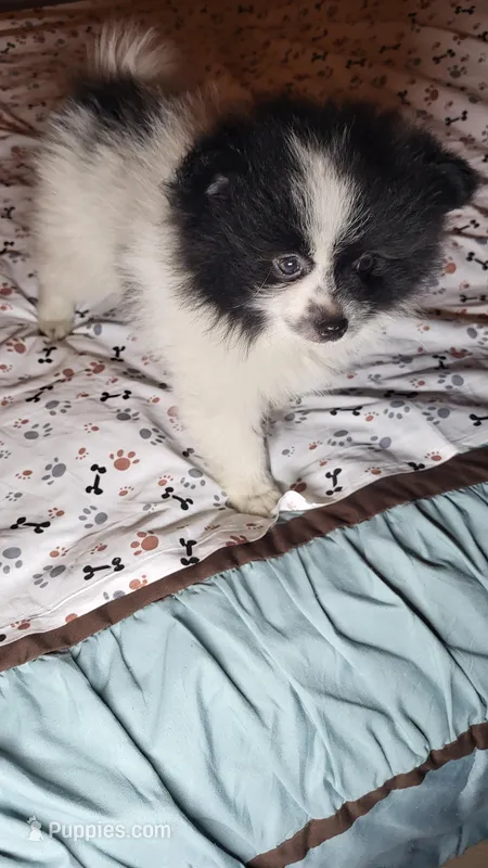 Gizmo – Pomeranian puppy for sale in Asheboro, NC