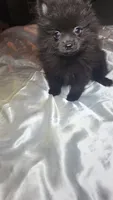 Magic, a female Pomeranian for sale in Asheboro, NC – 2 of 2