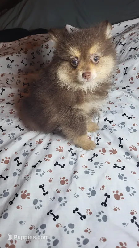 Cocoa – Pomeranian puppy for sale in Asheboro, NC