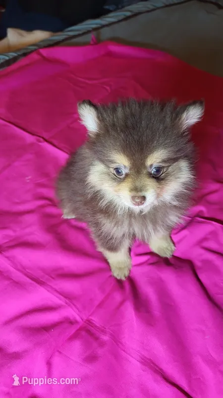 Cocoa – Pomeranian puppy for sale in Asheboro, NC