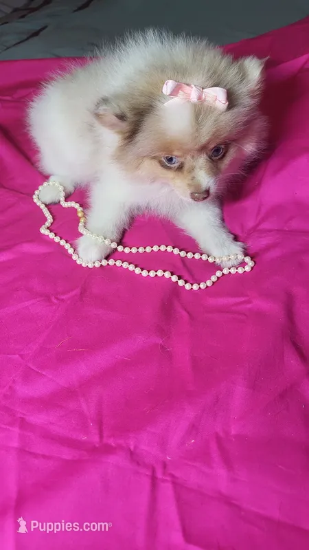 Lexi – Pomeranian puppy for sale in Asheboro, NC