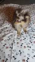 Elvis, a male Pomeranian for sale in Asheboro, NC – 2 of 2