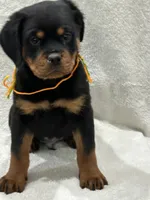 processed/21362793-ff88-4ed9-8cca-0ca0f97d15b4/facility/f08dee7c-3478-41e1-b133-1671390db7ed