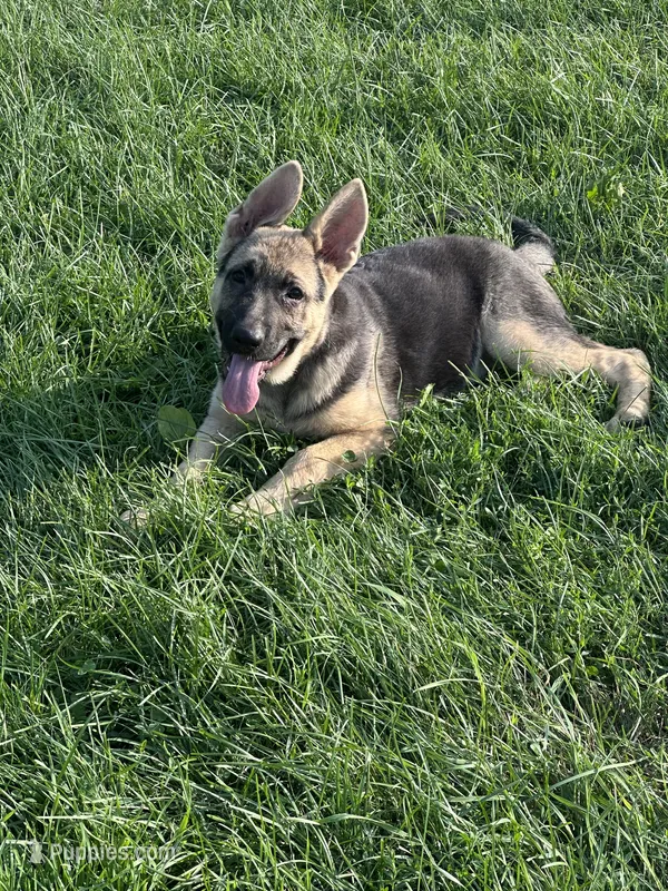 Zoie  – German Shepherd Dog puppy for sale in Ellenville, NY