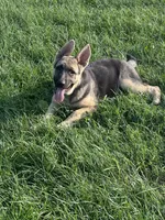 Zoie , a female German Shepherd Dog for sale in Ellenville, NY – 1 of 3