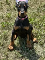 Abby , a female Doberman Pinscher for sale in Ellenville, NY – 4 of 5