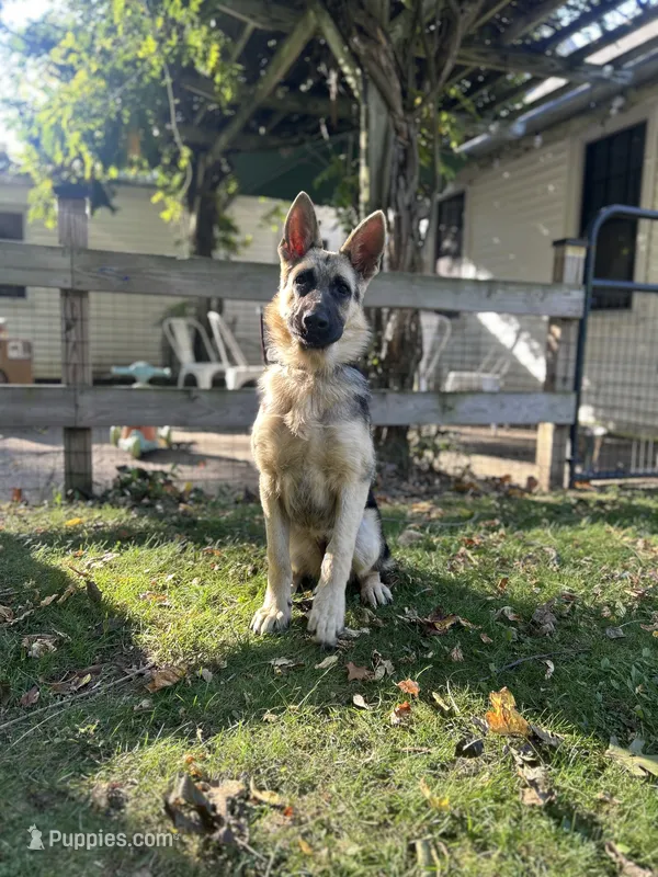 MOLLY – German Shepherd Dog puppy for sale in Ellenville, NY