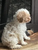 brutus , a male Poodle - Miniature  for sale in Ellenville, NY – 5 of 5