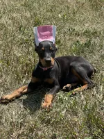 Abby , a female Doberman Pinscher for sale in Ellenville, NY – 3 of 5