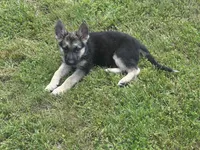 Sarge, a male German Shepherd Dog for sale in Ellenville, NY – 3 of 5