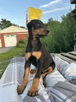 STARR, a female Doberman Pinscher for sale in Ellenville, NY – 2 of 4