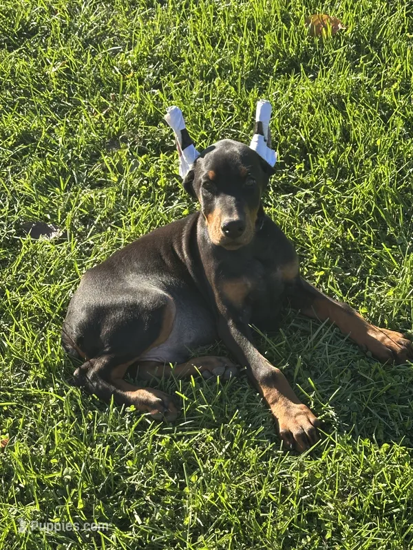 ozzy – Doberman Pinscher puppy for sale in Ellenville, NY