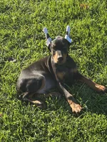 ozzy, a male Doberman Pinscher for sale in Ellenville, NY – 1 of 7