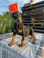 Harper , a female Doberman Pinscher for sale in Ellenville, NY – 3 of 5