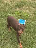 Turbo , a male Doberman Pinscher for sale in Ellenville, NY – 6 of 6