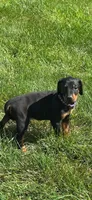 Abby , a female Doberman Pinscher for sale in Ellenville, NY – 3 of 3