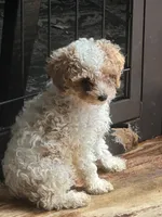 brutus , a male Poodle - Miniature  for sale in Ellenville, NY – 3 of 5