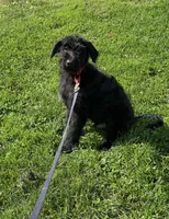 Duncan , a male German Shepherd Dog and Portuguese Water Dog for sale in Ellenville, NY – 2 of 3