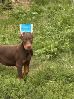 Turbo , a male Doberman Pinscher for sale in Ellenville, NY – 3 of 6