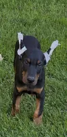 RANSOM, a male Doberman Pinscher for sale in Ellenville, NY – 2 of 4