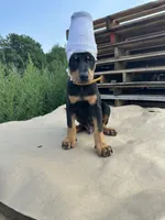 ROSIE , a male Doberman Pinscher for sale in Ellenville, NY – 1 of 3