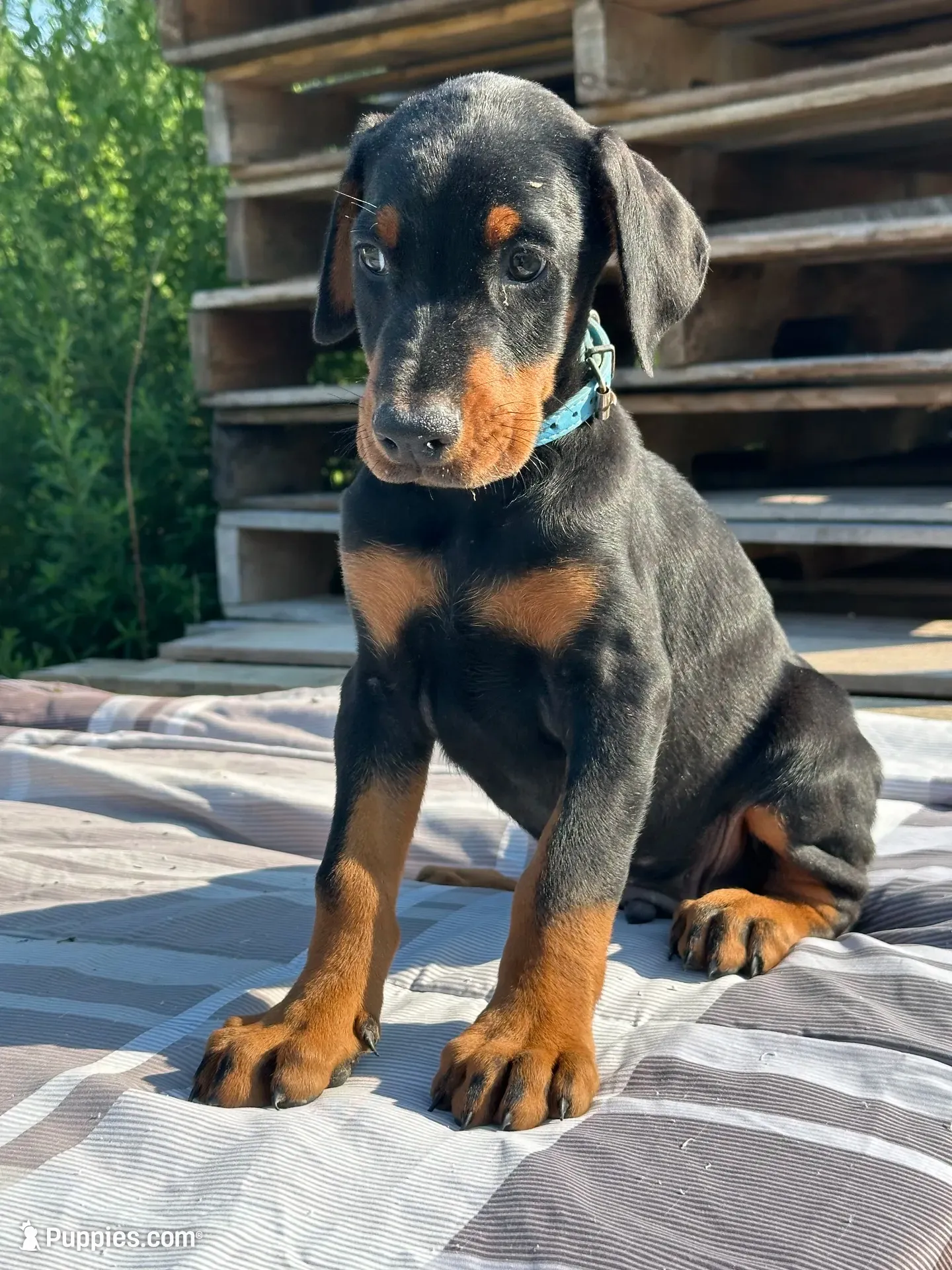 ozzy, a male Doberman Pinscher for sale in Ellenville, NY – 5 of 7