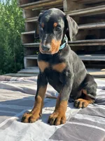 ozzy, a male Doberman Pinscher for sale in Ellenville, NY – 4 of 4