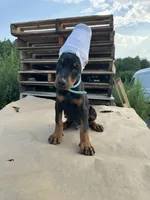 winston , a male Doberman Pinscher for sale in Ellenville, NY – 2 of 3