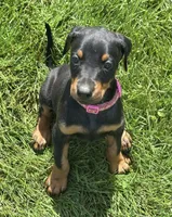 Sara, a female Doberman Pinscher for sale in Ellenville, NY – 2 of 2