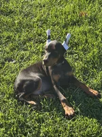 ozzy, a male Doberman Pinscher for sale in Ellenville, NY – 4 of 7