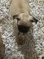LAYLA, a female Pug for sale in Ellenville, NY – 2 of 3