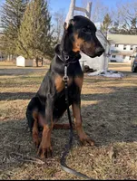 blk/rust girl NY, a female Doberman Pinscher for sale in Ellenville, NY – Photo 2 of 3