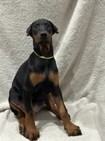 processed/21362793-ff88-4ed9-8cca-0ca0f97d15b4/listing/41c729f9-3b7a-4f15-b9af-f1ff63d3ed43/62efcb62-8286-461d-91c6-e65c379b767a