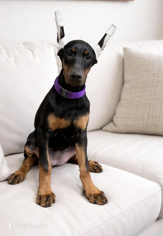 blk/rust girl NY – Doberman Pinscher puppy for sale in Ellenville, NY