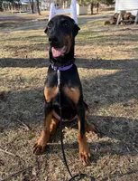 blk/rust girl NY, a female Doberman Pinscher for sale in Ellenville, NY – Photo 3 of 3