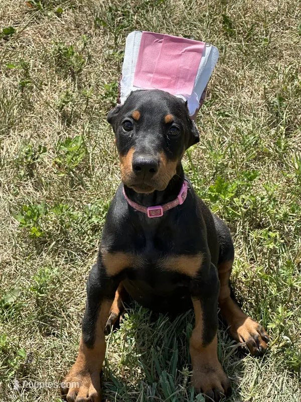 Abby  – Doberman Pinscher puppy for sale in Ellenville, NY
