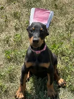 Abby , a female Doberman Pinscher for sale in Ellenville, NY – 1 of 5