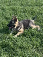 Zoie , a female German Shepherd Dog for sale in Ellenville, NY – 3 of 3