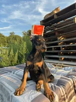 Harper , a female Doberman Pinscher for sale in Ellenville, NY – 2 of 5